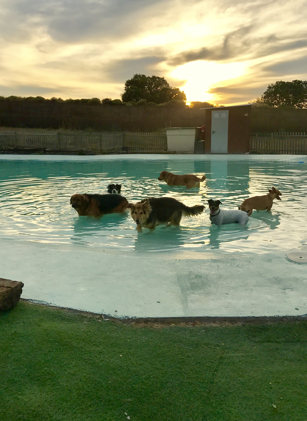 Tips y normativas de las piscinas para perros