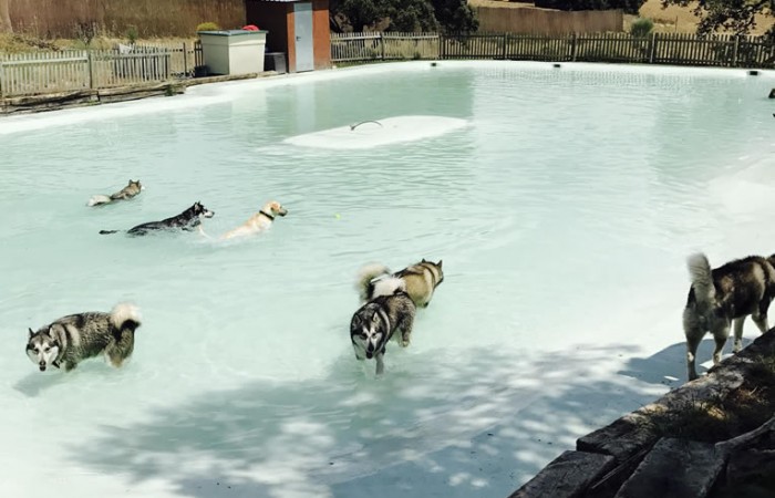 Las mejores piscinas para perros de Madrid