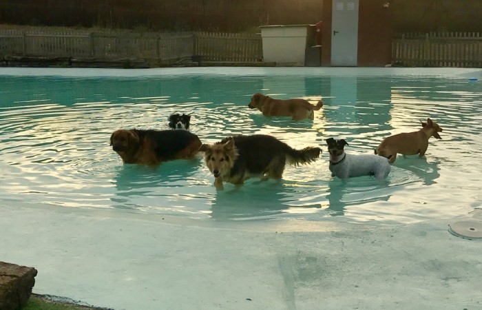 Parque y Piscina para Perros - Campus Perruno